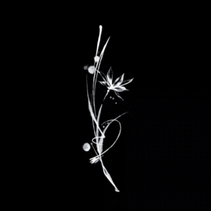Ink orchid