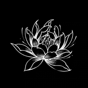 lotus bloom