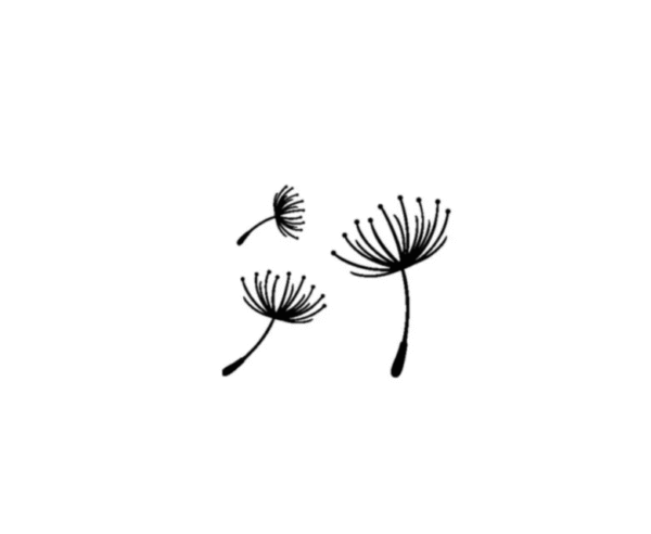 dandelion