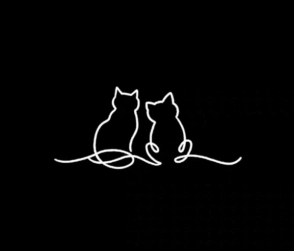 two kittens